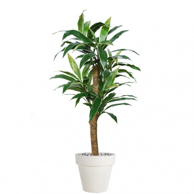 Planta semi-artificiala Ila, Cordyline Exotic Variegated - 160 cm